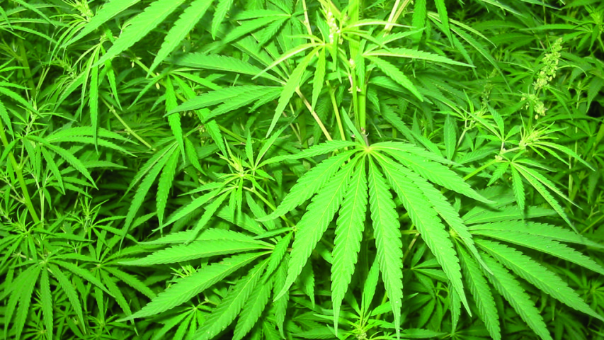 Waalwijkse ondernemers geïnformeerd over drugslabs