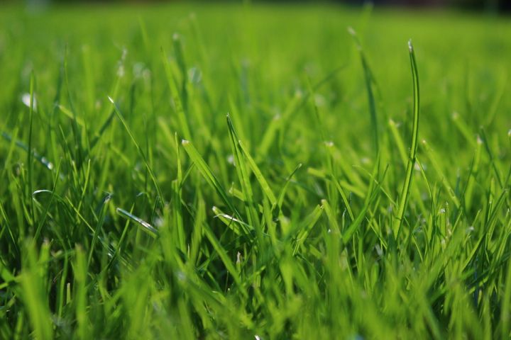 Gemeente Dongen start met Klankbordgroep Groen voor meer biodiversiteit