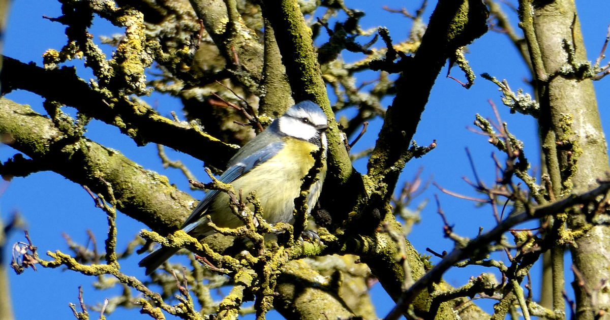 Aantal vogelsoorten in Waalwijk, Loon op Zand en Dongen neemt af