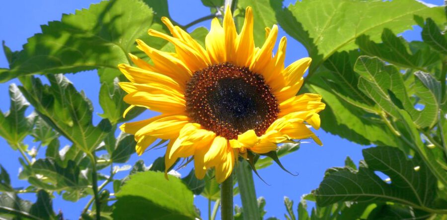 Hitte in De Langstraat: dit gaat er gebeuren