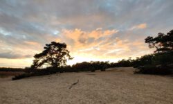 In gesprek met experts over zorgen Loonse en Drunense Duinen