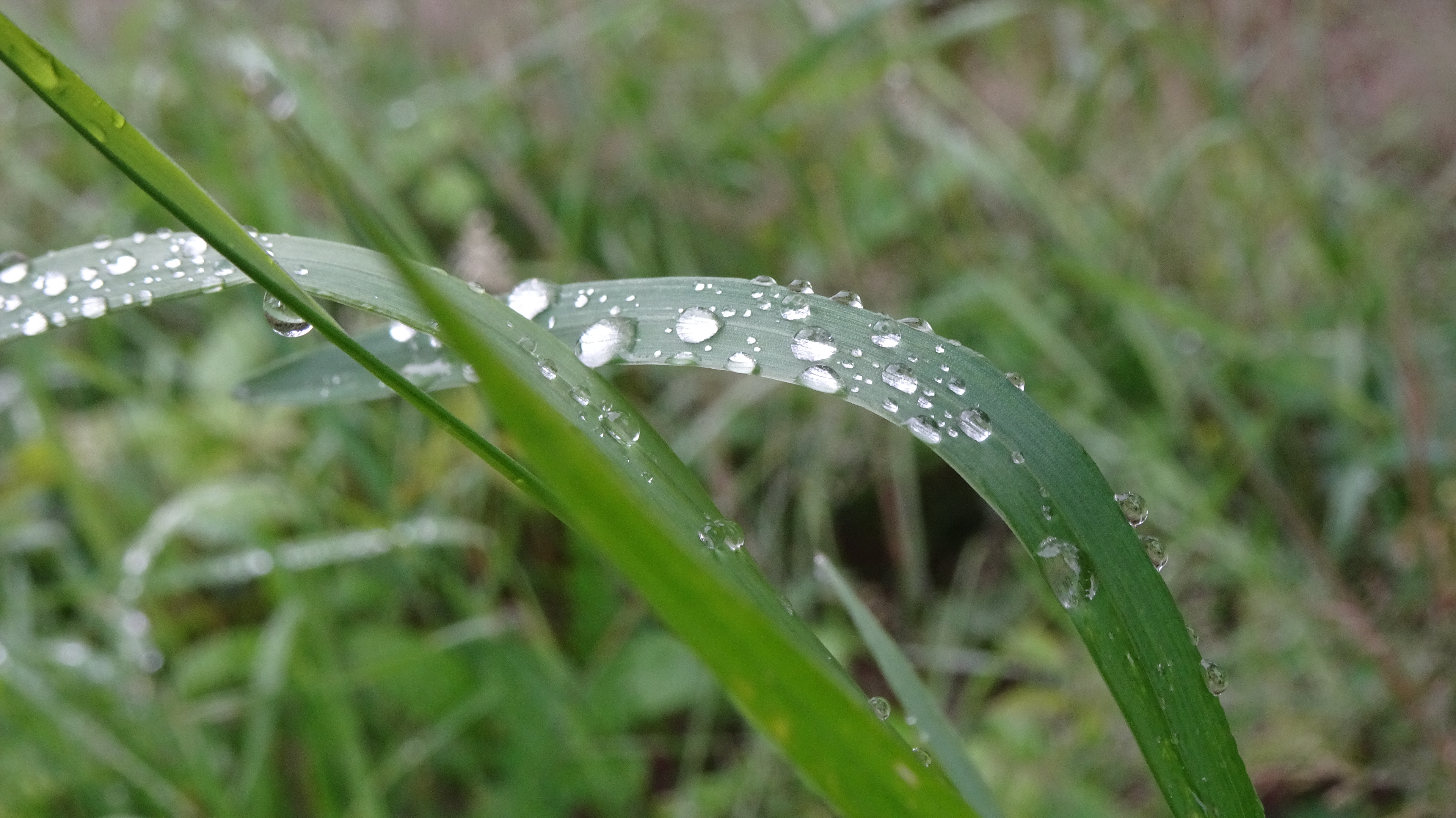 Nieuw maaibeleid in Waalwijk voor betere biodiversiteit