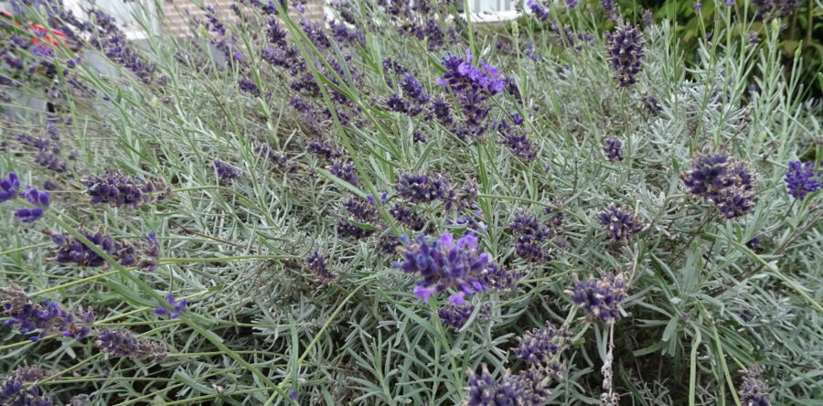 Workshop “Het Witte Kasteel kleurt lavendel”