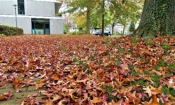 GemeenteBelangen wil duidelijke plannen voor bladafval: ‘Moet beter’