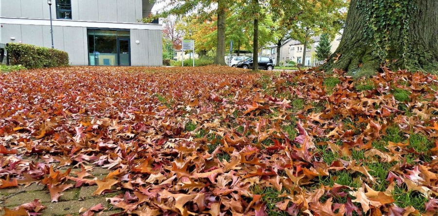 GemeenteBelangen wil duidelijke plannen voor bladafval: ‘Moet beter’