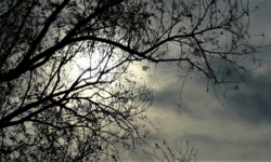 Gemeente Loon op Zand geeft extra aandacht aan bomen komende maanden