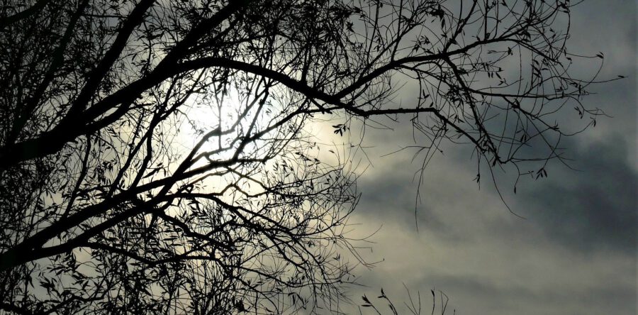 Gemeente Loon op Zand geeft extra aandacht aan bomen komende maanden