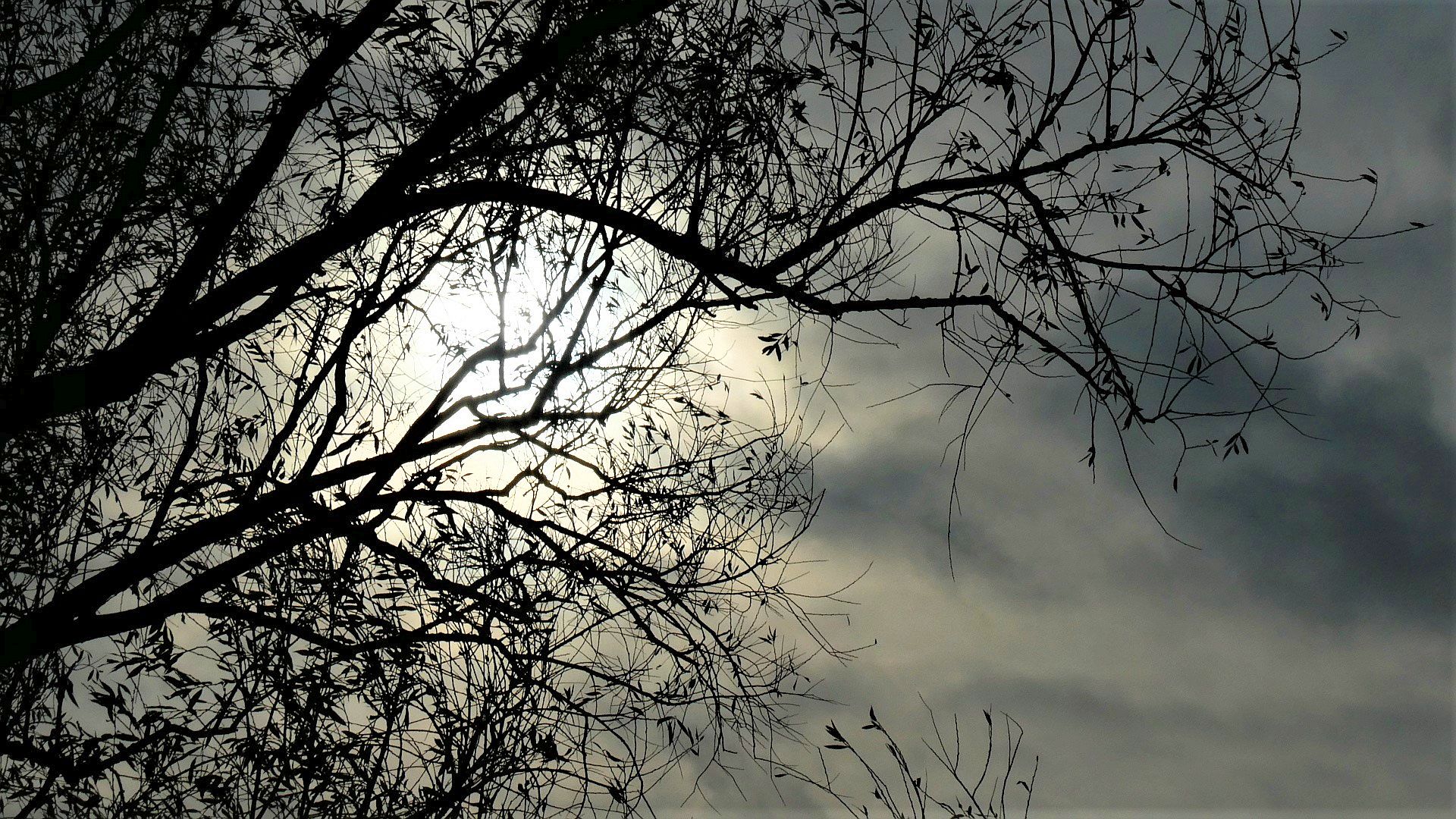 Gemeente Loon op Zand geeft extra aandacht aan bomen komende maanden