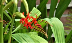 Peter van Son Interieurobjecten neemt activiteiten Plants&Living over