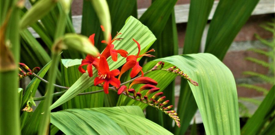 Peter van Son Interieurobjecten neemt activiteiten Plants&Living over