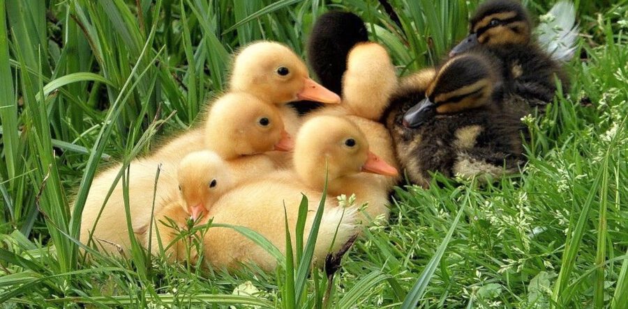 Dierenambulance redt negen eendjes in Vlijmen