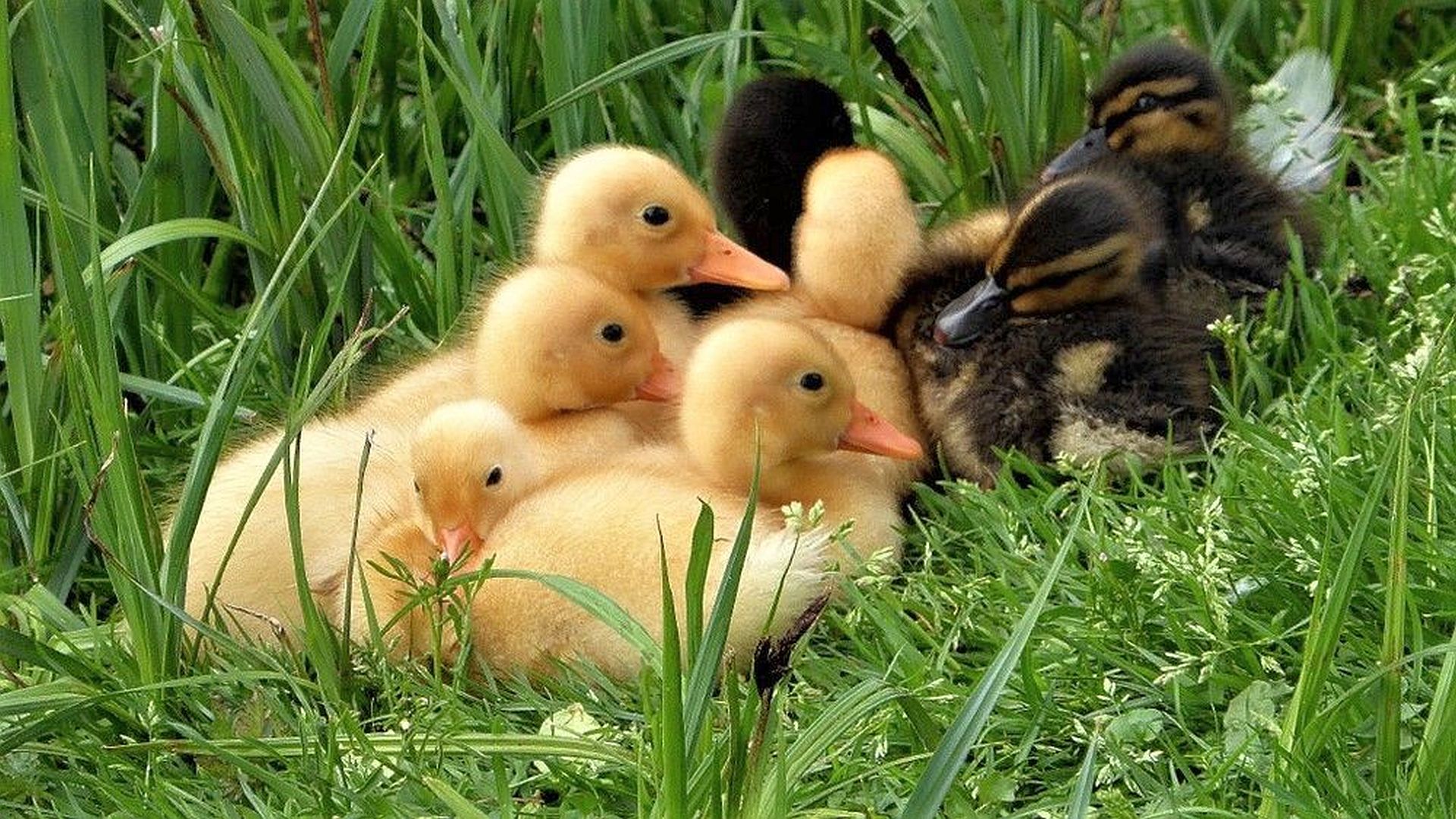 Dierenambulance redt negen eendjes in Vlijmen
