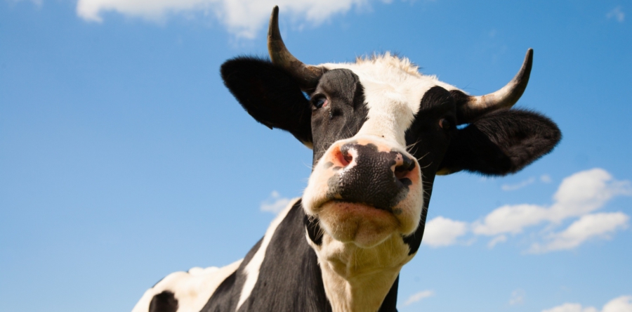 Koe komt vast te zitten in put op boerderij in Elshout