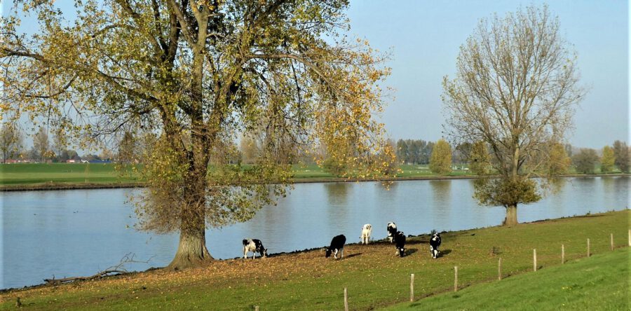 Meedenken met ecologische  plannen Capelsche Uiterwaard