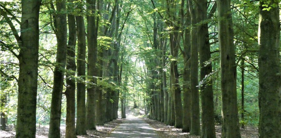 Gemeente Heusden laat 144 bomen kappen