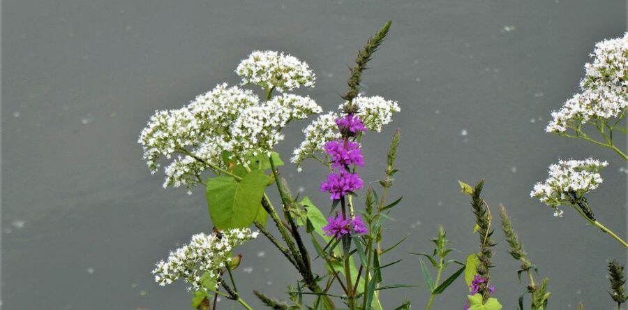 Basiscursus planten in Heusden vanaf het voorjaar