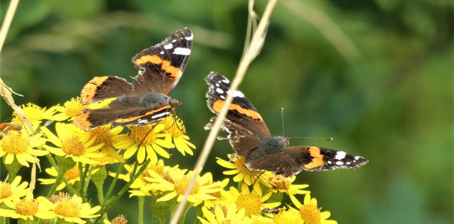 Groei en Bloei organiseert lezing “De Vier Jaargetijden”