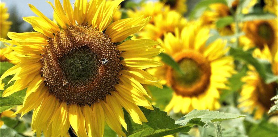 De Zonnebloem in Dongen krijgt een cheque van 8.000 euro