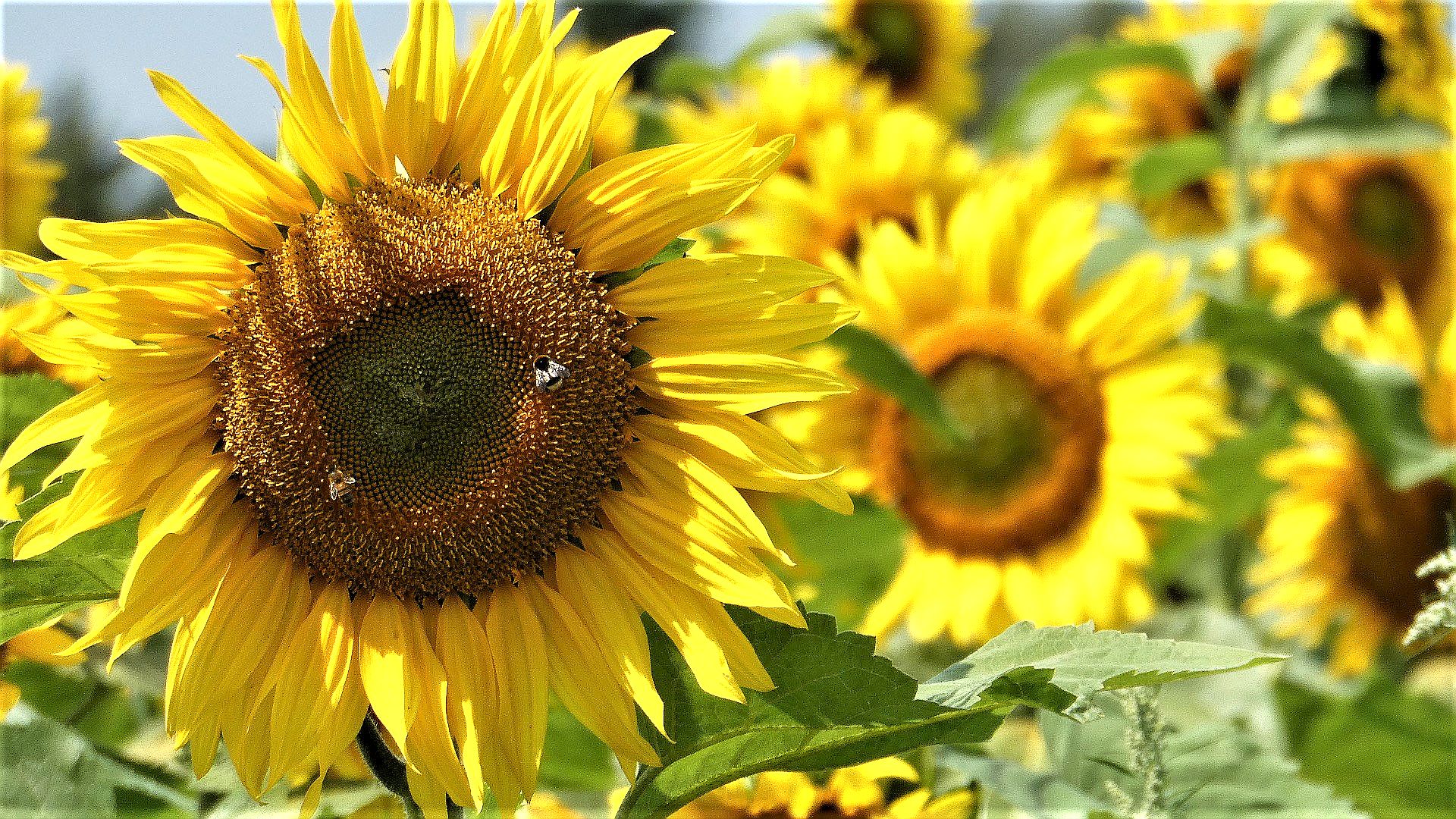 De Zonnebloem in Dongen krijgt een cheque van 8.000 euro