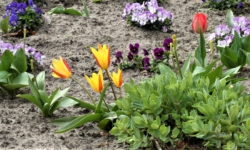 Planten worden gered vóór sloop in Waspik