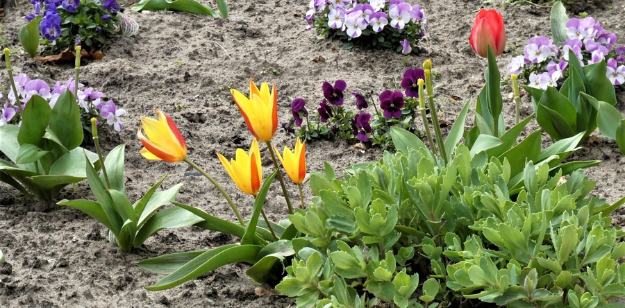 Planten worden gered vóór sloop in Waspik