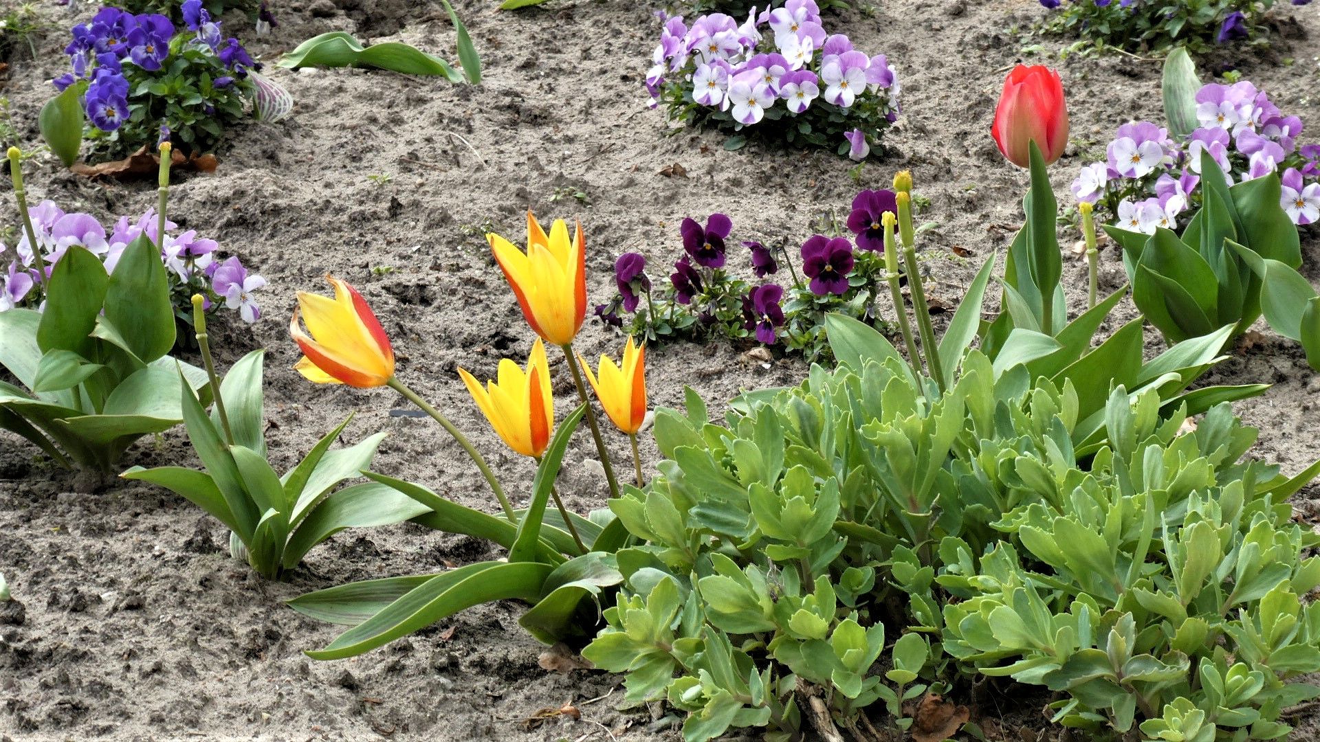 Planten worden gered vóór sloop in Waspik