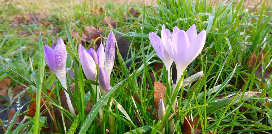 Voedselpark in Dongen staat inmiddels volop in bloei