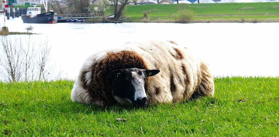 Aantal blauwtongbesmettingen daalt in de Langstraat, behalve in Dongen