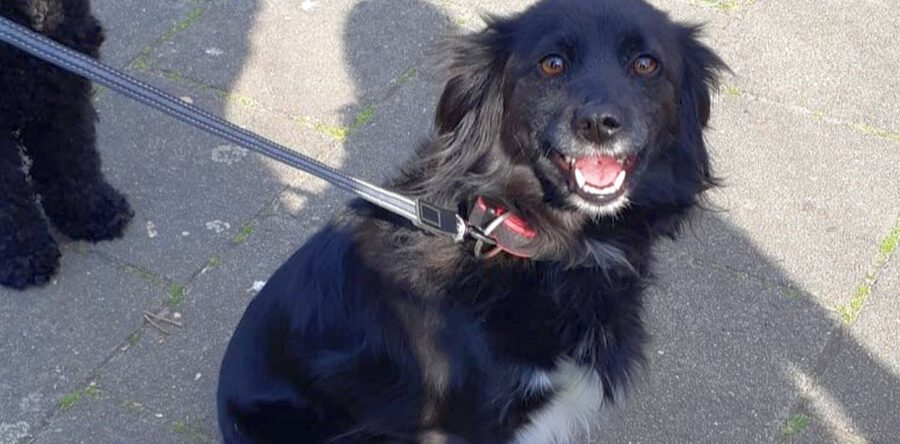 Bijzondere achtervolging in Dongen