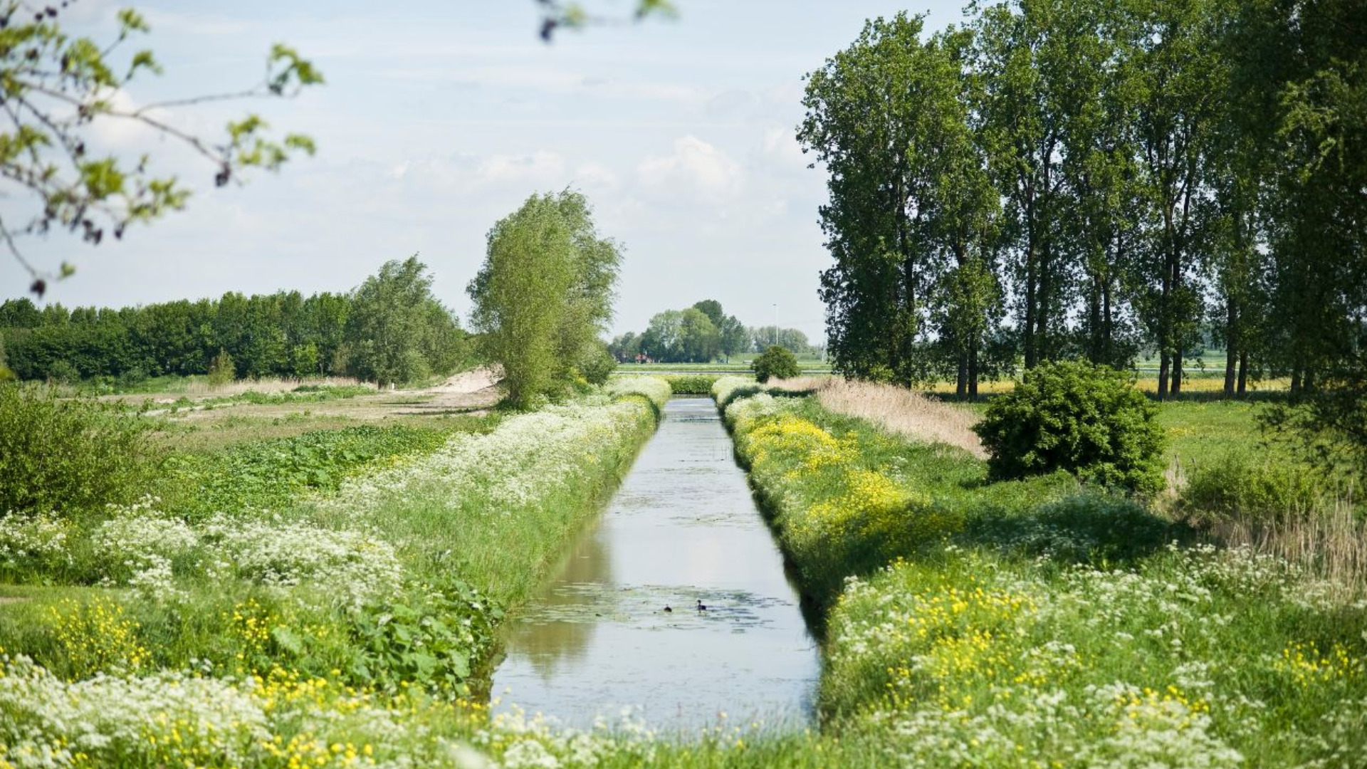 Nieuwe editie Stadswandeling: 'Rondje Sprang'