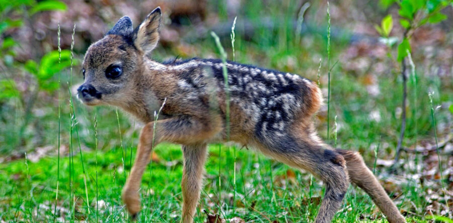 Boswachter waarschuwt: “Houd je hond aan de lijn”