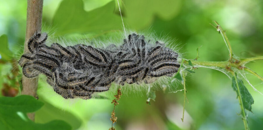 Gemeente Heusden gestart met bestrijding eikenprocessierups