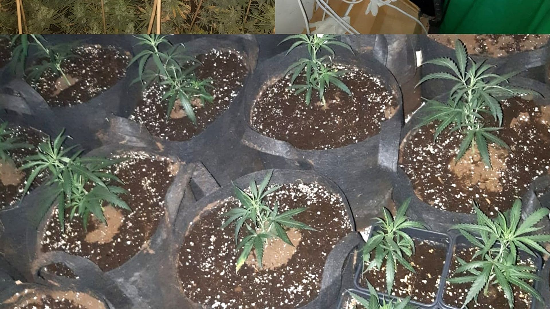 Hennepkwekerij aangetroffen in Dongen