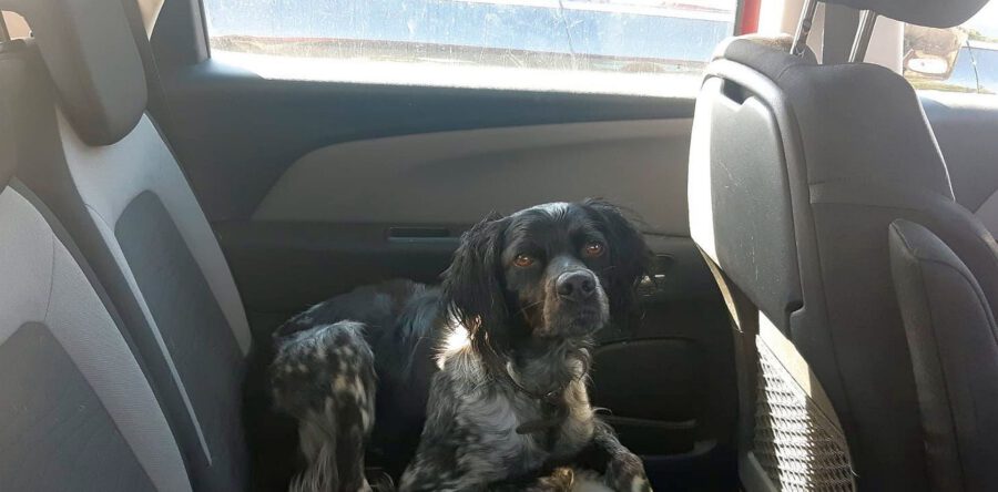 Hond wordt uit warme auto bevrijd