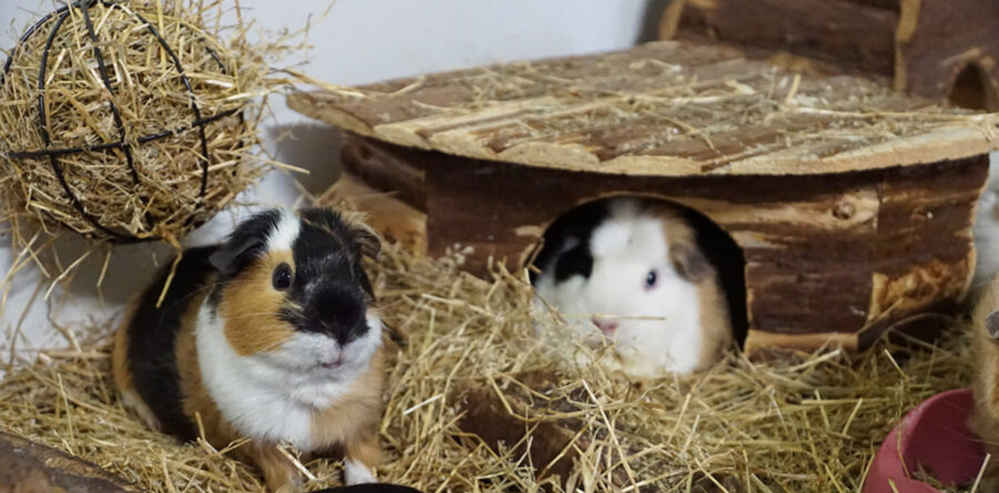Veel gedumpte cavia’s bij Caviaplein in Dongen