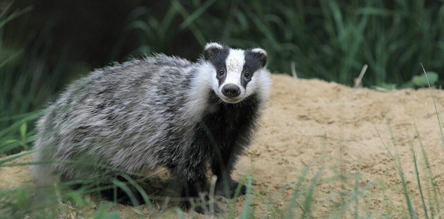 Natuurmonumenten viert honderd jaar bescherming Duinen