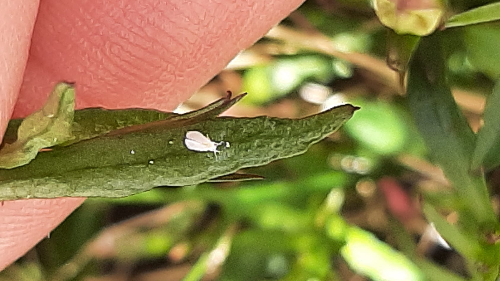 De Langstraat heeft last van witte vliegjes De Langstraat heeft last van witte vliegjes