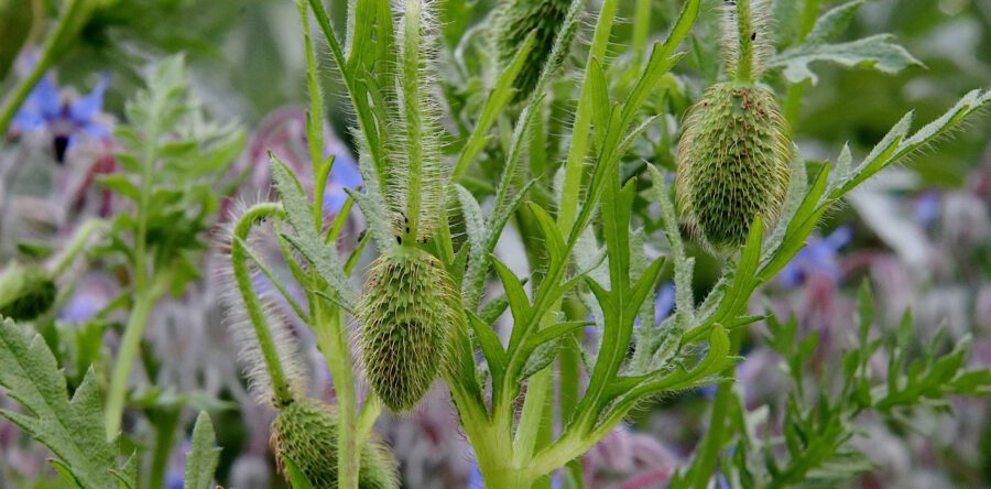 Heusden gebruikt Gedragscode Soortbescherming voor natuur