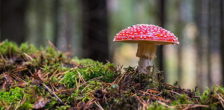 Tips voor zondag 24 oktober
