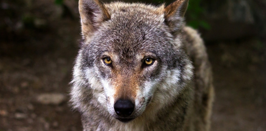 Wolf in De Langstraat: beschermen of afschieten?