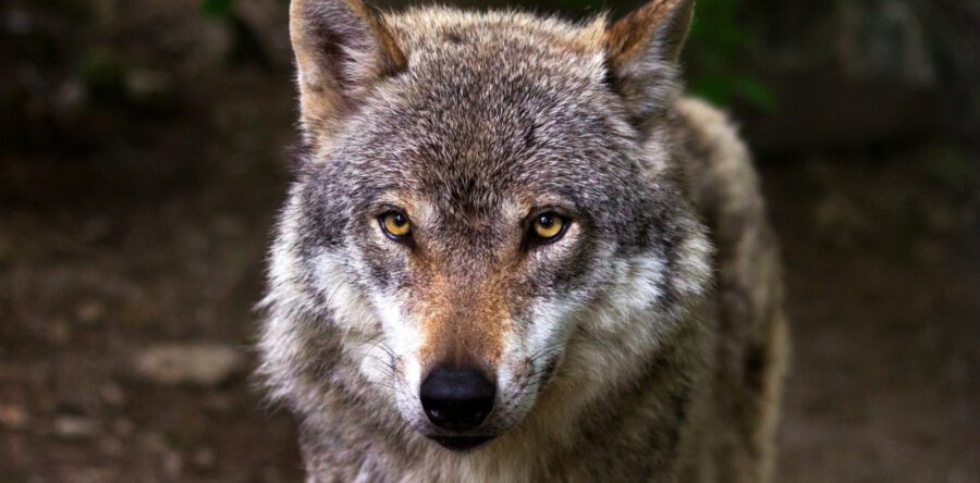 Wolf zorgt opnieuw voor onrust in Heusden