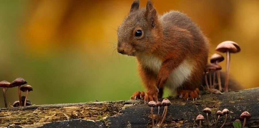 Lezing ‘Herfst in volle Glorie’ door Leo Brand (afgelast)