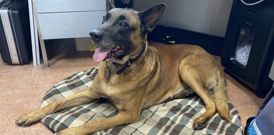 Oorlogsveteraan Basco is schoolhond Cambreur: ‘Vrolijkt ons op’ (Video)