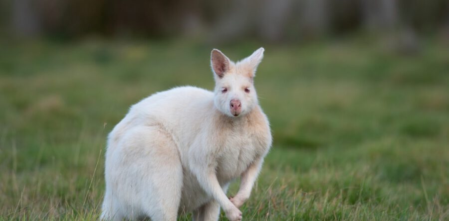 Wallaby’s ontsnappen uit voortuin in ‘s Gravenmoer