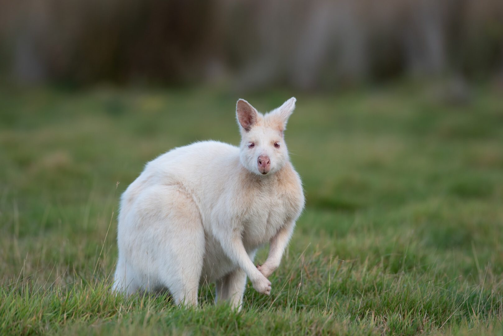 Wallaby’s ontsnappen uit voortuin in ‘s Gravenmoer