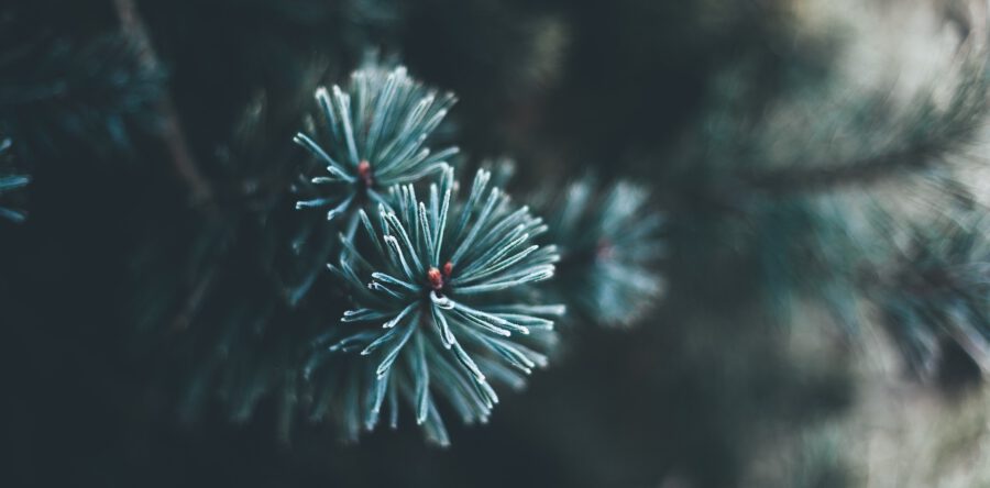 Kerstboom inleveren op 8 januari 2022