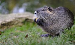 Lezing ‘alles over bevers in Nederland’ door Wiet van Bragt