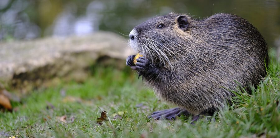 Vallen voor muskusratten in Dongen, honden aan de lijn houden