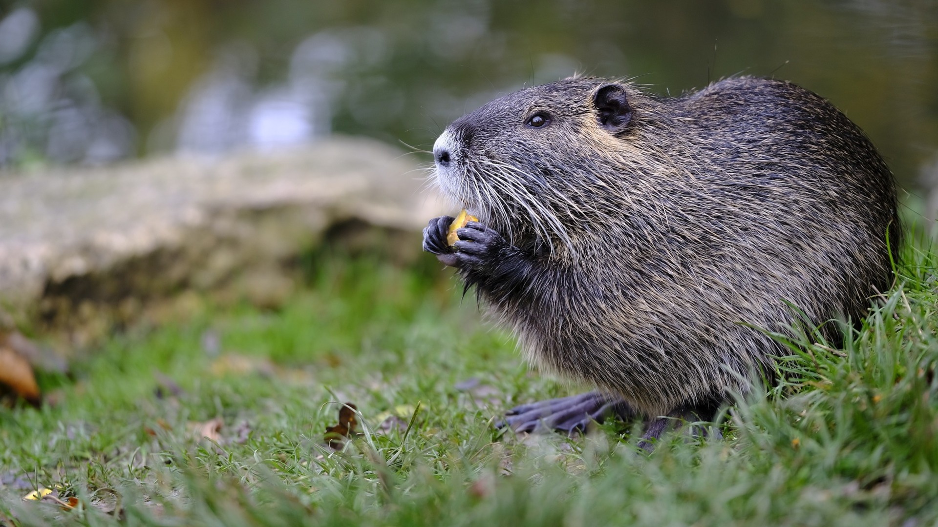 Lezing ‘alles over bevers in Nederland’ door Wiet van Bragt
