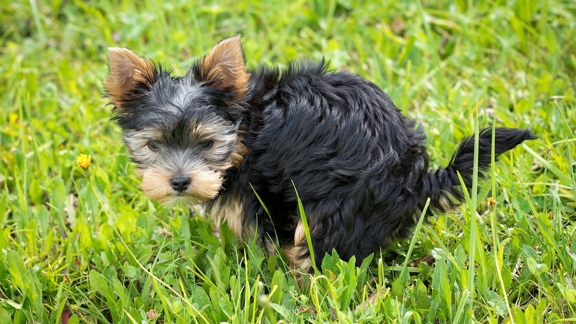 Gemeente Dongen waarshuwt voor grasaar, gevaarlijk voor je hond